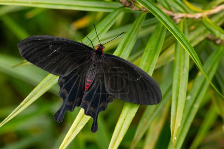 Téléchargez les photos : Le papillon rose - Pachliopta kotzebuea, beau papillon à queue d'hirondelle de grande couleur originaire des prairies et des bois des Philippines. - en image libre de droit