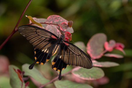 Foto de Mariposa cola de golondrina - Pachliopta adamas, hermosa mariposa cola de golondrina de colores grandes de prados y bosques del sudeste asiático, Indonesia. - Imagen libre de derechos