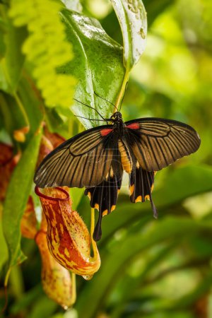 Téléchargez les photos : Papillon hirondelle - Pachliopta adamas, beau papillon hirondelle de grande couleur originaire des prairies et des forêts d'Asie du Sud-Est, Indonésie. - en image libre de droit