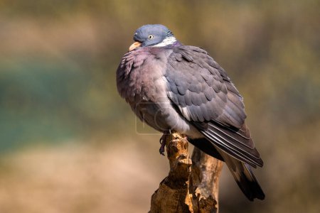 Téléchargez les photos : Pigeon des bois - Columba palumbus, beau pigeon coloré des forêts européennes, Zlin, République tchèque
. - en image libre de droit