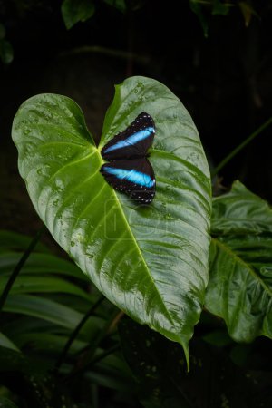 Téléchargez les photos : Achille Morpho - Morpho achilles, beau grand papillon des bois et forêts d'Amérique latine, Équateur. - en image libre de droit