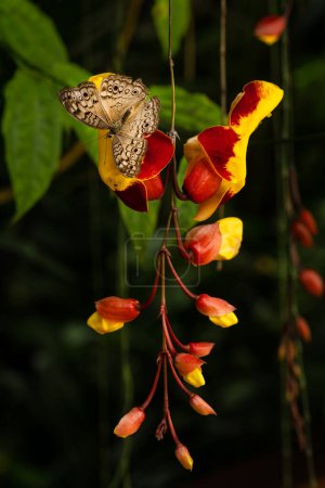 Téléchargez les photos : Papillon Pansy gris atlites Junonia, beau papillon brun et gris d'Asie du Sud-Est prairies et forêts, Malaisie. - en image libre de droit