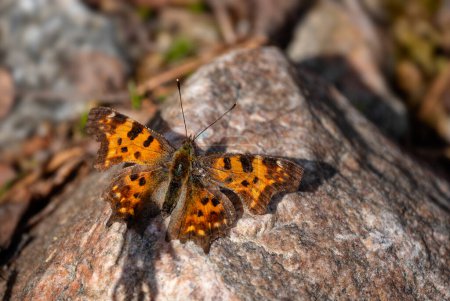 Foto de Comma Butterfly - Polygonia c-album, beautiful brushfoot butterfly from European fields and meadows, Kaajani, Finlandia. - Imagen libre de derechos
