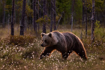 Foto de Oso pardo - Ursus arctos gran mamífero popular en el icónico bosque nórdico europeo, Finlandia, Europa - Imagen libre de derechos