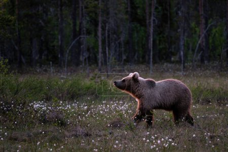 Foto de Oso pardo - Ursus arctos gran mamífero popular en el icónico bosque nórdico europeo, Finlandia, Europa - Imagen libre de derechos