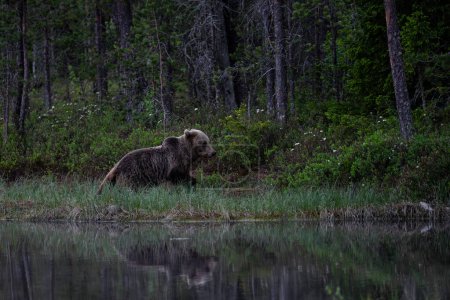 Foto de Oso pardo - Ursus arctos gran mamífero popular en el icónico bosque nórdico europeo, Finlandia, Europa. - Imagen libre de derechos