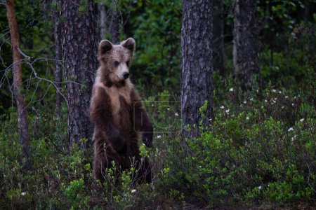 Foto de Oso pardo - Ursus arctos gran mamífero popular en el icónico bosque nórdico europeo, Finlandia, Europa. - Imagen libre de derechos