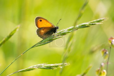 Foto de Mariposa pequeña Heath - Coenonympha pamphilus, hermosa mariposa marrón y naranja de Europa y el norte de África, Eslovenia. - Imagen libre de derechos
