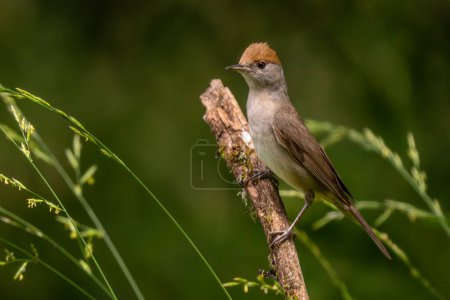 Photo for Eurasian Blackcap - Sylvia atricapilla, inconspicuous brown song bird from European forests and woodlands, Slovenia. - Royalty Free Image