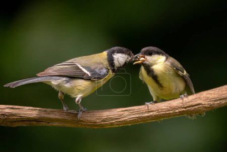 Photo for Great Tit - Parus major, common beuatiful perching bird from European gardens and forests, Slovenia. - Royalty Free Image