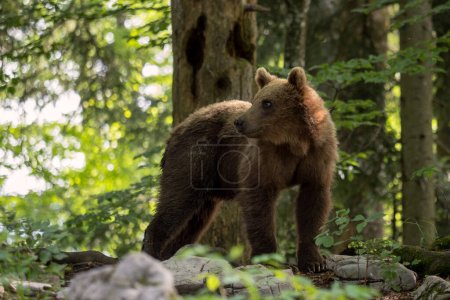 Foto de Oso pardo - Ursus arctos gran mamífero popular de los bosques y montañas de Europa, Eslovenia, Europa. - Imagen libre de derechos