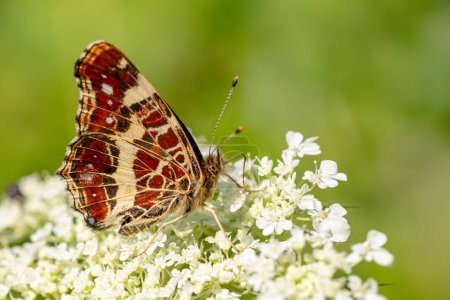 Téléchargez les photos : Carte Papillon - Araschnia levana, petit beau papillon des prairies et prairies européennes, Zlin, République tchèque. - en image libre de droit