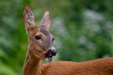 Foto de Ciervo europeo - Capreolus capreolus, ciervo común de bosques, bosques y prados europeos, Cárpatos blancos, República Checa. - Imagen libre de derechos