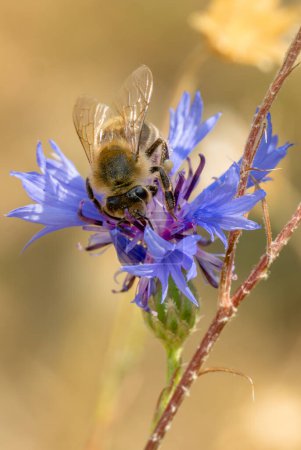 Foto de Honey Bee - Apis mellifera, popular insecto volador eusocial nativo del continente Afro-Eurasia, Zlin, República Checa. - Imagen libre de derechos