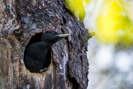 Téléchargez les photos : Pic noir - Dryocopus martius, portrait de beaux oiseaux populaires des forêts et des bois d'Europe, Finlande, Scandinavie. - en image libre de droit