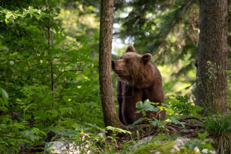 Foto de Oso pardo - Ursus arctos gran mamífero popular de los bosques y montañas de Europa, Eslovenia, Europa. - Imagen libre de derechos