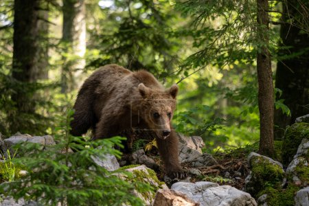 Téléchargez les photos : Ours brun - Ursus arctos grand mammifère populaire des forêts et des montagnes européennes, Slovénie, Europe. - en image libre de droit
