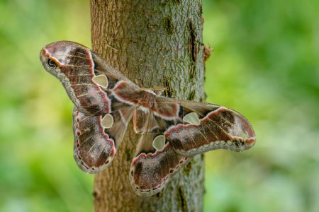 Téléchargez les photos : Lépidoptère - Rothschildia lebeau, grand papillon de couleur magnifique des forêts et des forêts d'Amérique du Nord, Mexique. - en image libre de droit