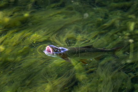 Foto de Trucha marrón: Salmo trutta, hermoso pez río popular de colores de ríos y arroyos europeos que cazan insectos en la superficie del agua, Eslovenia. - Imagen libre de derechos