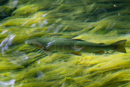 Foto de Trucha marrón: Salmo trutta, hermoso pez río popular de colores de ríos y arroyos europeos que cazan insectos en la superficie del agua, Eslovenia. - Imagen libre de derechos
