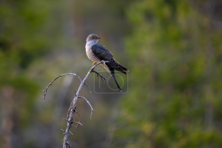 Foto de Cuco común - Cuculus canorus, hermoso pájaro silvestre popular con canto único de bosques y bosques europeos, Finlandia. - Imagen libre de derechos