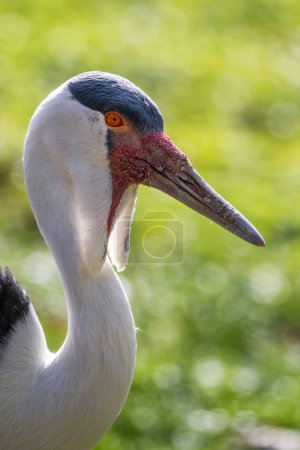 Photo for Wattled Crane - Grus carunculata, portrait of large beautiful colored crane from African wetlands and grasslands, South Africa. - Royalty Free Image