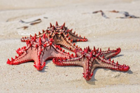 Téléchargez les photos : Bouton rouge étoile de mer - Protoreaster lincki, belle étoile de mer de grande couleur des côtes et des récifs indiens, Zanzibar. - en image libre de droit