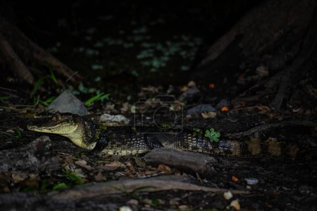 Téléchargez les photos : Caïman à lunettes - Crocodile caïman, crocodile commun du Nouveau Monde, Gamboa, Panama. - en image libre de droit