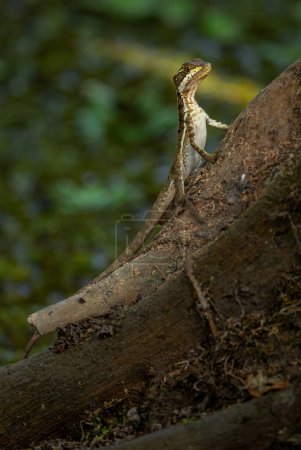 Téléchargez les photos : Basilic brun - Basiliscus vittatus, beau grand lézard brun des forêts et zones humides d'Amérique centrale, Gamboa, Panama. - en image libre de droit