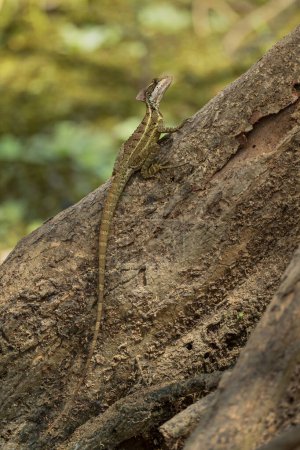 Foto de Basilisco marrón Basilisco vittatus, hermoso lagarto marrón grande de los bosques y humedales de América Central, Gamboa, Panamá. - Imagen libre de derechos