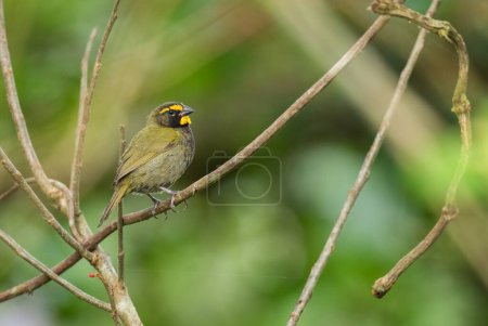 Photo for Yellow-faced Grassquit - Tiaris olivaceus, small beautiful colored passerine bird from Latin American woodlands and forests, Panama. - Royalty Free Image