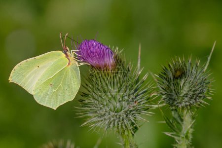 Téléchargez les photos : Brimstone commun Gonepteryx rhamni, beau papillon jaune des jardins et prairies d'Europe, Jeseniky, République tchèque. - en image libre de droit