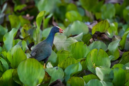 Téléchargez les photos : Gallinule pourpre - Porphyrio martinica magnifique oiseau d'eau à plumes bleu des marécages et des zones humides d'Amérique latine, Gamboa, Panama. - en image libre de droit