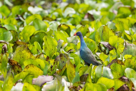 Foto de Gallinula púrpura - Porphyrio martinica hermoso pájaro acuático de plumas azules de América Latina pantanos y humedales, Gamboa, Panamá. - Imagen libre de derechos