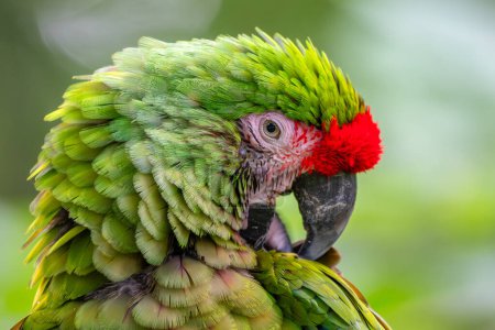 Photo for Military Macaw - Ara militaris, large beautiful green parrot from South America forests, Ecuador. - Royalty Free Image