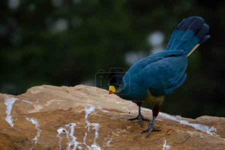 Foto de Gran Turaco Azul - Corythaeola cristata, hermoso pájaro de color grande de bosques y bosques africanos, Entebbe, Uganda. - Imagen libre de derechos