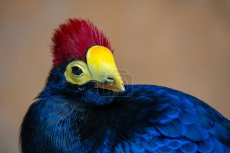 Téléchargez les photos : Rose's Turaco - Tauraco rossae, magnifique oiseau de couleur originaire des forêts et forêts africaines, Ouganda. - en image libre de droit