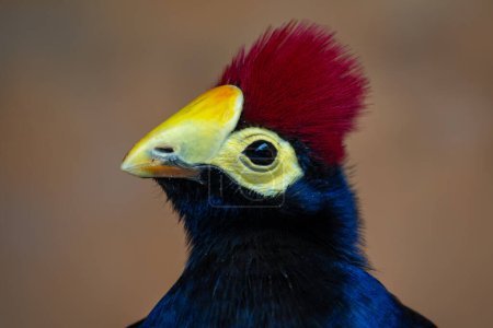 Foto de Ross 's Turaco - Tauraco rossae, hermoso pájaro de color de los bosques y bosques africanos, Uganda. - Imagen libre de derechos