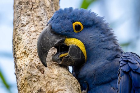 Photo for Hyacinth Macaw - Anodorhynchus hyacinthinus, beautiful large blue parrot from South American forests, Amazon basin, Brazil. - Royalty Free Image