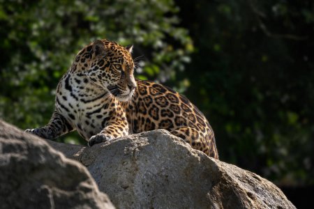 Foto de Jaguar - Panthera onca, retrato de un hermoso gato grande de bosques sudamericanos, cuenca amazónica, Brasil. - Imagen libre de derechos