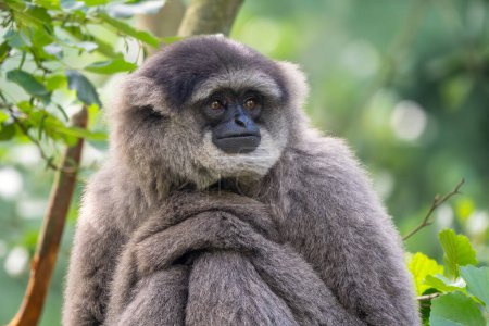 Foto de Gibbon plateado Moloch Hylobates, hermoso primate endémico en los bosques de Java, Indonesia
. - Imagen libre de derechos