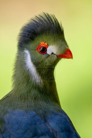 Téléchargez les photos : Turaco à joues blanches - Ménélikornis leucotis, magnifique oiseau tropical de couleur originaire des forêts et forêts africaines, Éthiopie. - en image libre de droit