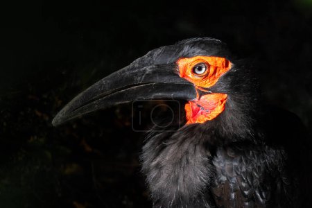 Photo for Southern Ground Hornbill - Bucorvus leadbeateri, portrait of large special ground bird from African bushes and savannahs, Taita hills, Kenya. - Royalty Free Image