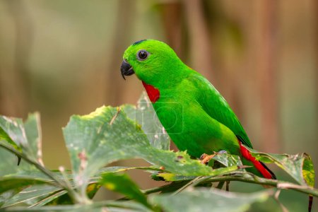 Photo for Blue-crowned Hanging-parrot - Loriculus galgulus, beautiful green and red small parrot from Eastern Asian forests and woodlands, Malaysia. - Royalty Free Image