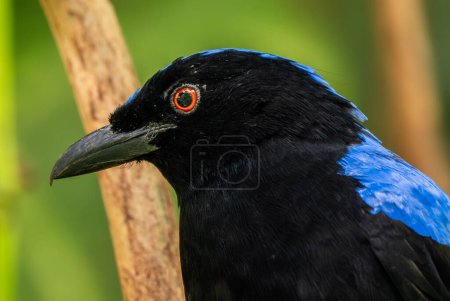 Foto de Hada asiática Bluebird - Irena puella, hermoso pájaro azul encaramado de los bosques y bosques del sudeste asiático, Mutiara Taman Negara, Malasia
. - Imagen libre de derechos