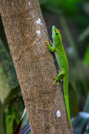 Foto de Día de Madagascar Gecko - Phelsuma madagascariensis, bosque de Madagascar, lagarto endémico cute Madagascar.. - Imagen libre de derechos