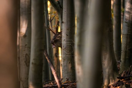 Foto de Ciervo rojo - Cervus elaphus, gran hermoso animal icónico de los bosques y prados europeos, Cárpatos blancos, Eslovaquia. - Imagen libre de derechos