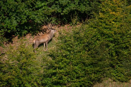 Foto de Ciervo rojo - Cervus elaphus, gran hermoso animal icónico de los bosques y prados europeos, Cárpatos blancos, Eslovaquia. - Imagen libre de derechos