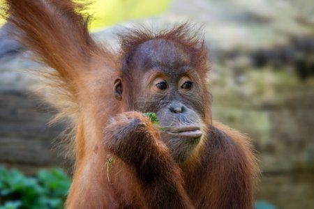 Foto de Sumatra Orangután Pongo abelii, primate homínido de los bosques de Sumatra, Indonesia
. - Imagen libre de derechos