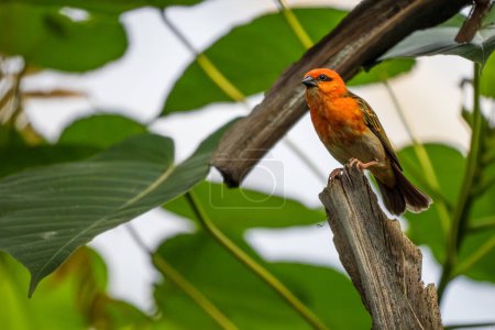 Foto de Red Fody - Foudia madagascariensis, beautiful colored perching bird from Madagascar forests and woodlands. - Imagen libre de derechos